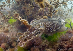 Cuttlefish - a male looking in vain for a female, local f... by Mark Thomas 